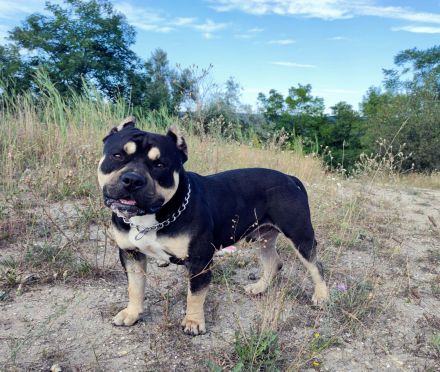 American bully standard