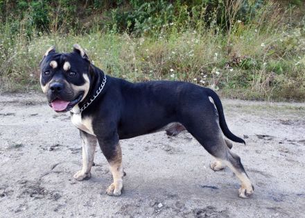 American bully standard