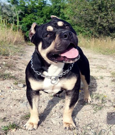 American bully standard