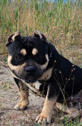 American bully standard