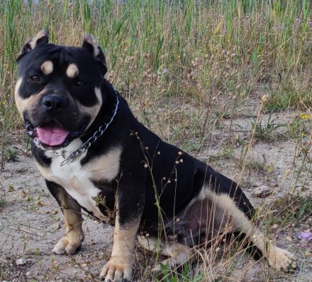 American bully standard