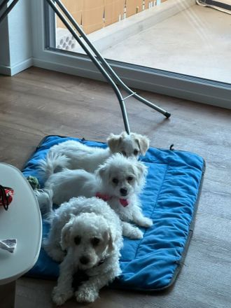 Bischon Maltesser Welpen