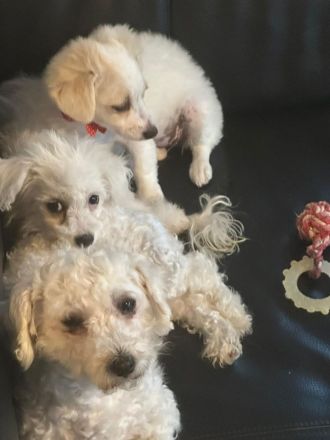 Bischon Maltesser Welpen