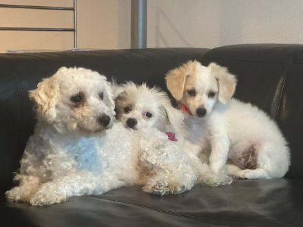 Bischon Maltesser Welpen