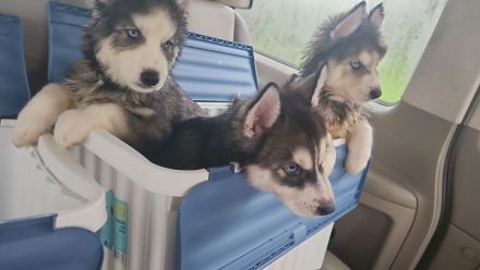 Husky Welpe Siberian