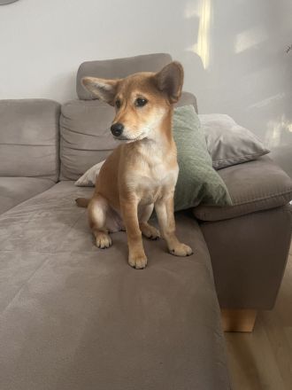 Süße Shiba Inu Welpe sucht liebevolles Zuhause!