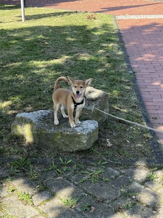 Süße Shiba Inu Welpe sucht liebevolles Zuhause!