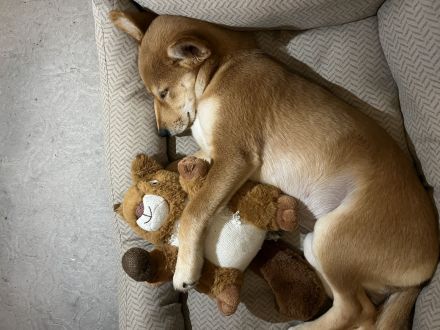 Süße Shiba Inu Welpe sucht liebevolles Zuhause!