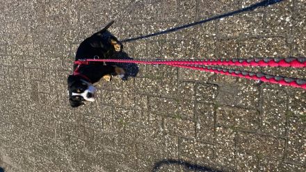 Old English Bulldog Welpe