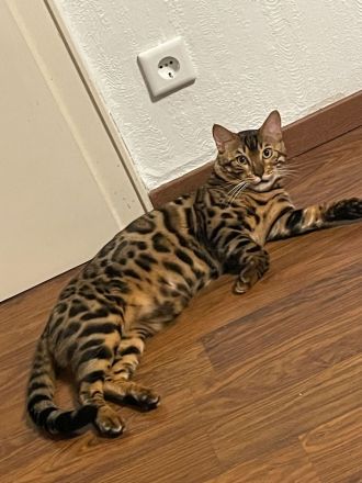 Bengalkatze 1 Jahr