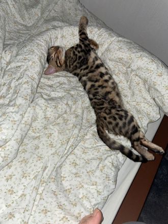 Bengalkatze 1 Jahr