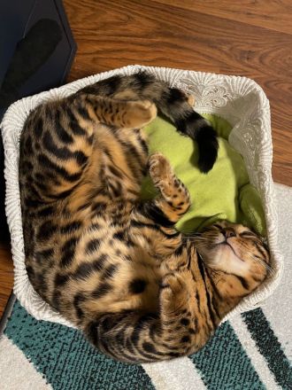 Bengalkatze 1 Jahr