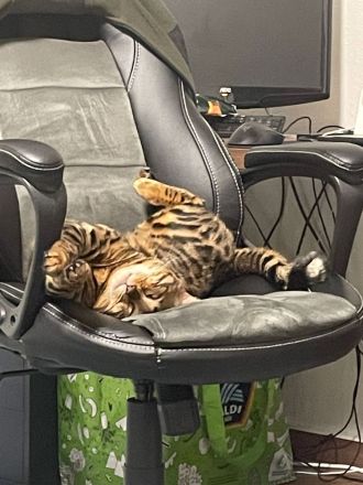Bengalkatze 1 Jahr