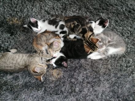 Katzenbabys