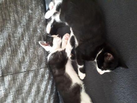 Katzenbabys