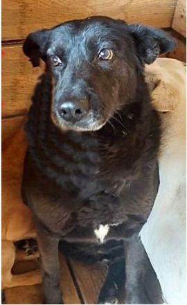 Frieda, ein Oldie möchte noch eine Chance