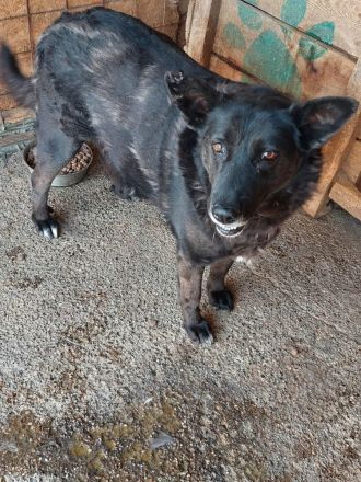 Frieda, ein Oldie möchte noch eine Chance