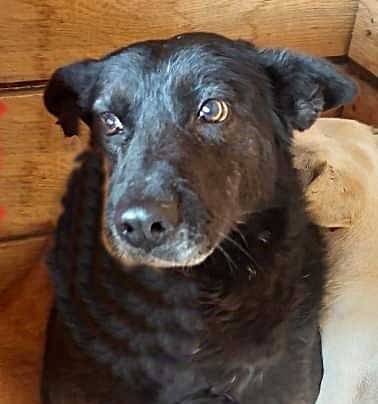 Frieda, ein Oldie möchte noch eine Chance