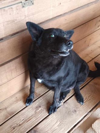 Frieda, ein Oldie möchte noch eine Chance