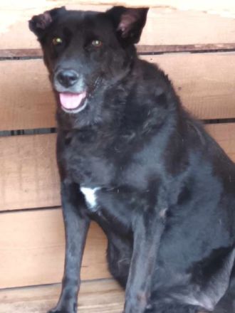 Frieda, ein Oldie möchte noch eine Chance