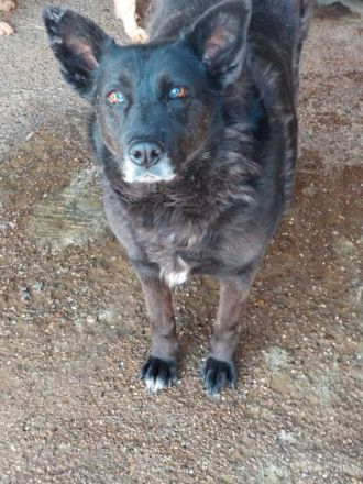 Frieda, ein Oldie möchte noch eine Chance