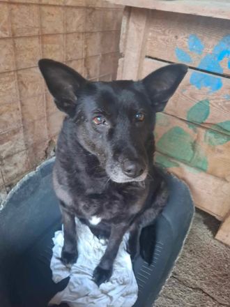 Frieda, ein Oldie möchte noch eine Chance