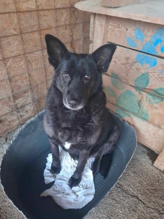 Frieda, ein Oldie möchte noch eine Chance