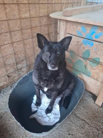 Frieda, ein Oldie möchte noch eine Chance