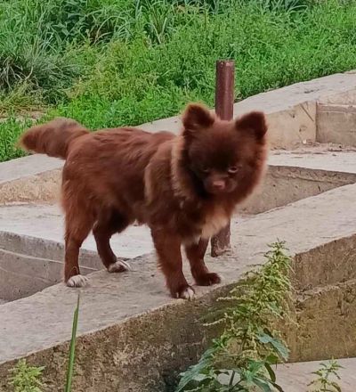 Süßer Liebesfrucht zweier reinrassigen Eltern.