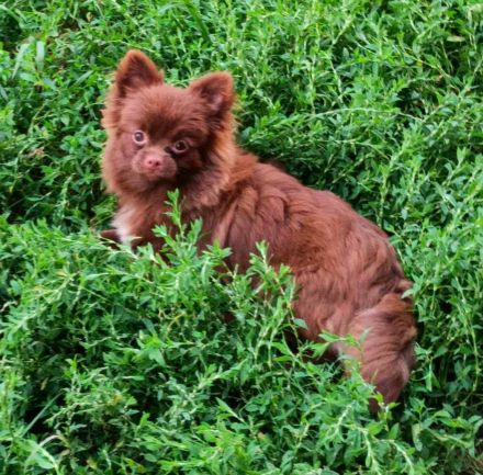 Süßer Liebesfrucht zweier reinrassigen Eltern.