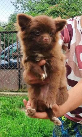 Süßer Liebesfrucht zweier reinrassigen Eltern.