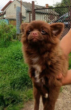 Süßer Liebesfrucht zweier reinrassigen Eltern.