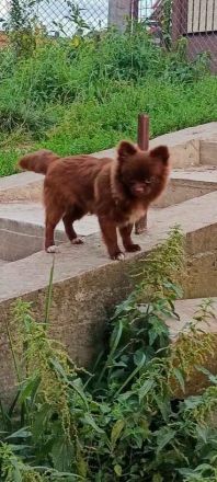 Süßer Liebesfrucht zweier reinrassigen Eltern.