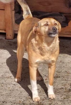 Max, sehr unsicher und ängstlich