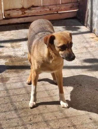 Max, sehr unsicher und ängstlich