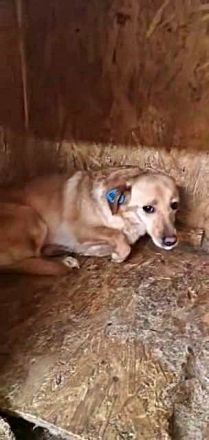 Jessy, ängstlich gegenüber Menschen