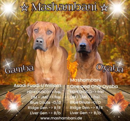 Rhodesian Ridgeback Welpen Herbst 2024 vom Züchter