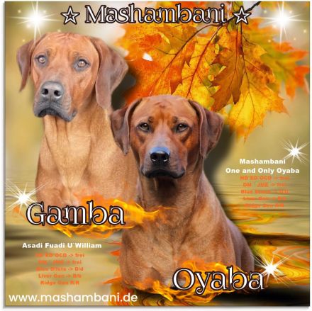 Rhodesian Ridgeback Welpen Herbst 2024 vom Züchter