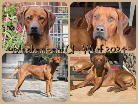 Rhodesian Ridgeback Welpen Herbst 2024 vom Züchter