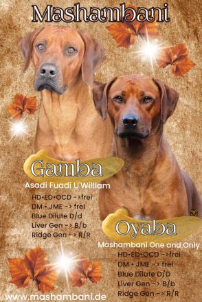 Rhodesian Ridgeback Welpen Herbst 2024 vom Züchter