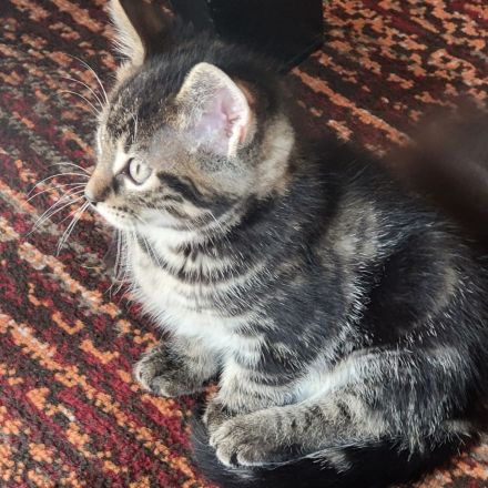 Maincoon mix Kätzchen