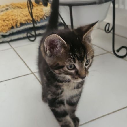 Maincoon mix Kätzchen