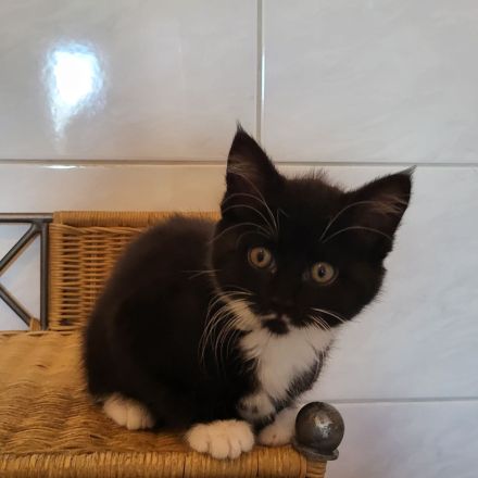 Maincoon mix Kätzchen