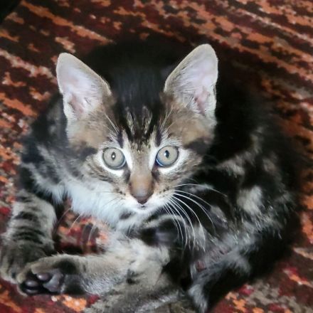 Maincoon mix Kätzchen