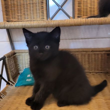 Maincoon mix Kätzchen