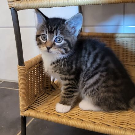 Maincoon mix Kätzchen