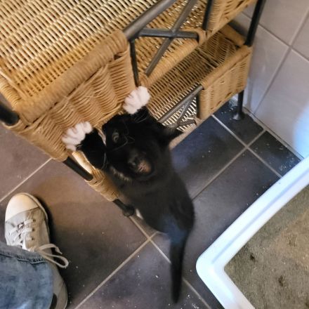 Maincoon mix Kätzchen