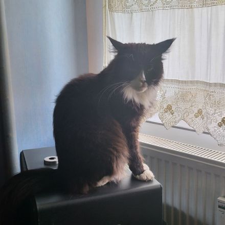 Maincoon mix Kätzchen