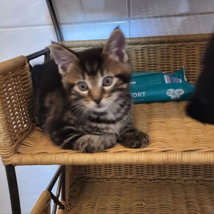 Maincoon mix Kätzchen