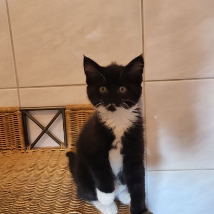 Maincoon mix Kätzchen